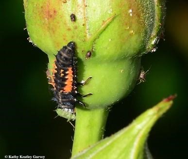 Can Lady Beetle Larvae Eat Aphids?